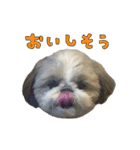 シーズーのボンちゃん（個別スタンプ：13）
