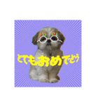 シーズーのボンちゃん（個別スタンプ：16）