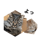 うちの猫と友達の猫！！（個別スタンプ：1）