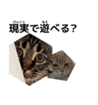 うちの猫と友達の猫！！（個別スタンプ：4）