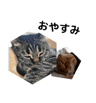 うちの猫と友達の猫！！（個別スタンプ：6）