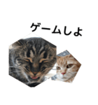 うちの猫と友達の猫！！（個別スタンプ：10）