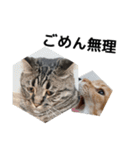 うちの猫と友達の猫！！（個別スタンプ：16）