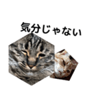 うちの猫と友達の猫！！（個別スタンプ：18）