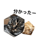 うちの猫と友達の猫！！（個別スタンプ：19）