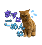 てんちゃんとぷっぷ（個別スタンプ：14）