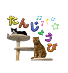 てんちゃんとぷっぷ（個別スタンプ：17）