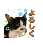 てんちゃんとぷっぷ（個別スタンプ：23）