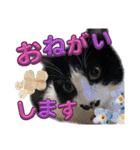 てんちゃんとぷっぷ（個別スタンプ：25）