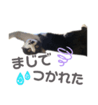 てんちゃんとぷっぷ（個別スタンプ：27）