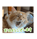 きなこいつもありがとう2（個別スタンプ：1）