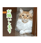 きなこいつもありがとう2（個別スタンプ：4）