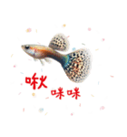 魚グッピー美しい水族館12（個別スタンプ：18）