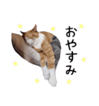 猫・にゃんこ日常会話（個別スタンプ：12）