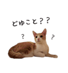 猫・にゃんこ日常会話（個別スタンプ：15）