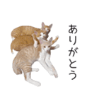 猫・にゃんこ日常会話（個別スタンプ：19）