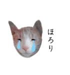 猫・にゃんこ日常会話（個別スタンプ：31）