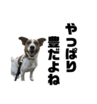 Jack_Russell_Terrier_12（個別スタンプ：1）