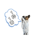 Jack_Russell_Terrier_12（個別スタンプ：2）