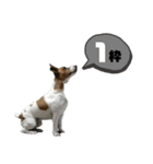 Jack_Russell_Terrier_12（個別スタンプ：3）