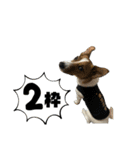 Jack_Russell_Terrier_12（個別スタンプ：4）