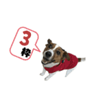 Jack_Russell_Terrier_12（個別スタンプ：5）