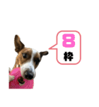 Jack_Russell_Terrier_12（個別スタンプ：10）