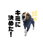 Jack_Russell_Terrier_12（個別スタンプ：11）