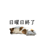 Jack_Russell_Terrier_12（個別スタンプ：15）