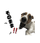 Jack_Russell_Terrier_12（個別スタンプ：17）