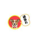 Jack_Russell_Terrier_12（個別スタンプ：23）