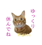 M cats love 4（個別スタンプ：16）