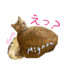 M cats love 4（個別スタンプ：18）