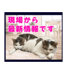 《実写版》ゆる猫の日常あいさつ 3（個別スタンプ：7）