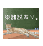 《実写版》ゆる猫の日常あいさつ 3（個別スタンプ：24）