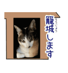 《実写版》ゆる猫の日常あいさつ 3（個別スタンプ：33）