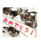 《実写版》ゆる猫の日常あいさつ 3（個別スタンプ：40）