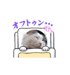 ねこのしらたま 動くスタンプ（個別スタンプ：6）