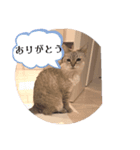 うち猫スタンプです（個別スタンプ：4）