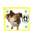 我が家のシフォンさんスタンプ（個別スタンプ：4）