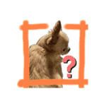 我が家のシフォンさんスタンプ（個別スタンプ：7）