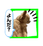 我が家のシフォンさんスタンプ（個別スタンプ：13）