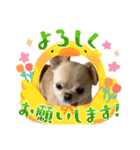我が家のシフォンさんスタンプ（個別スタンプ：17）
