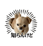 我が家のシフォンさんスタンプ（個別スタンプ：23）