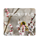 "ありがとう"を伝える《感謝の言葉》（個別スタンプ：24）