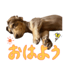 ミニチュアダックスフンド ゆず（個別スタンプ：5）