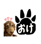 ミニチュアダックスフンド ゆず（個別スタンプ：9）