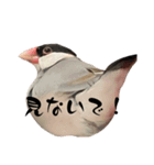 うめさくらい（個別スタンプ：13）