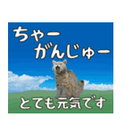 八重山方言大好き、沖縄行きたい15。（個別スタンプ：6）