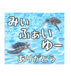 八重山方言大好き、沖縄行きたい15。（個別スタンプ：16）